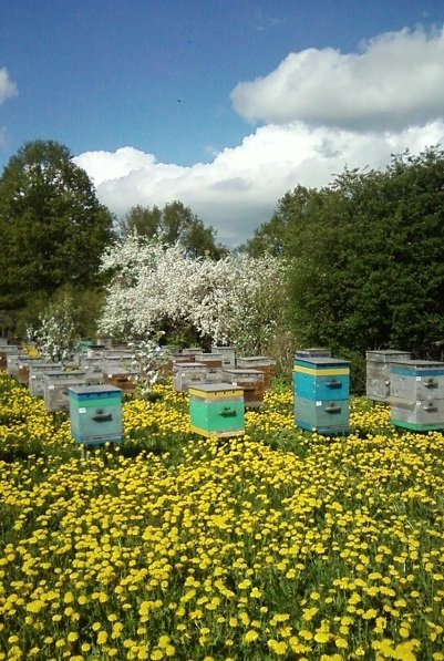 Пчеловодство - Сборник книг